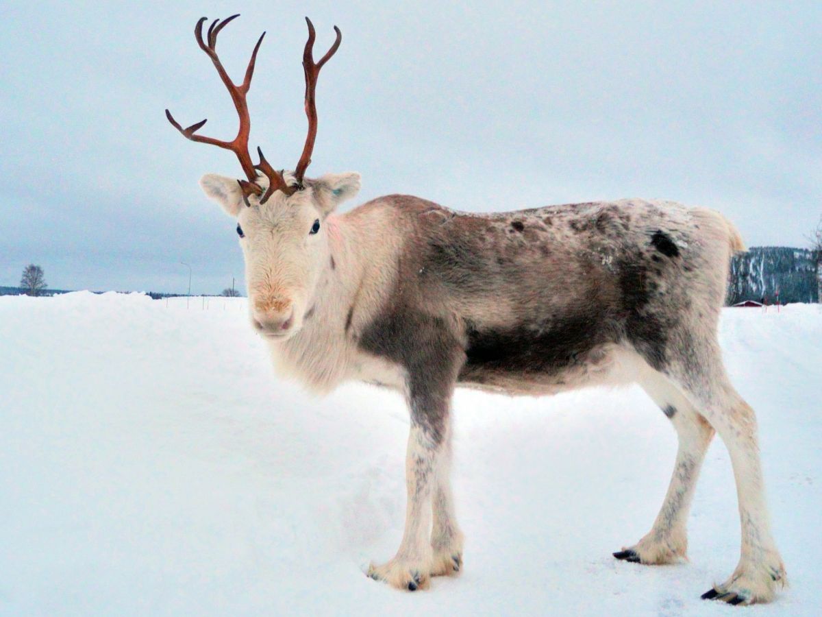 Looks Like Reindeer!