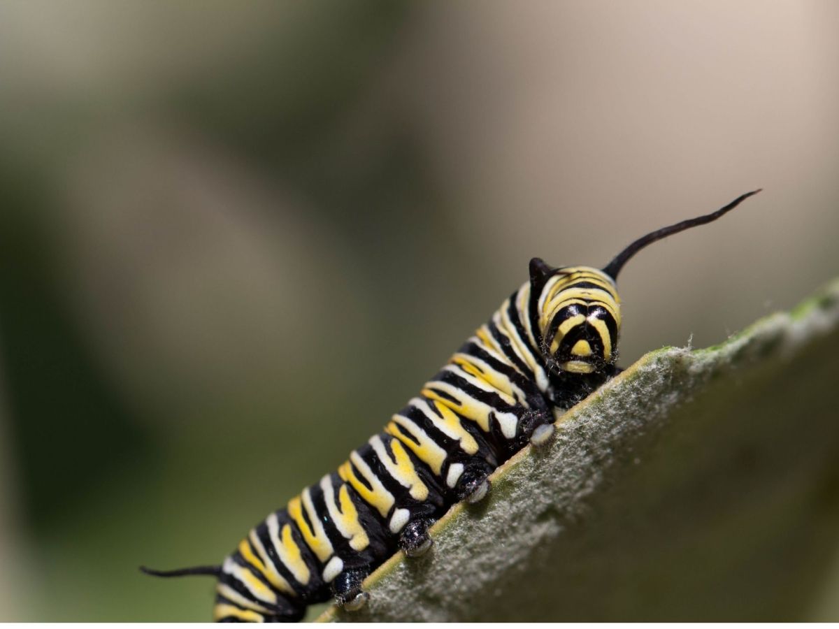 Get a Wriggle&nbsp;On!