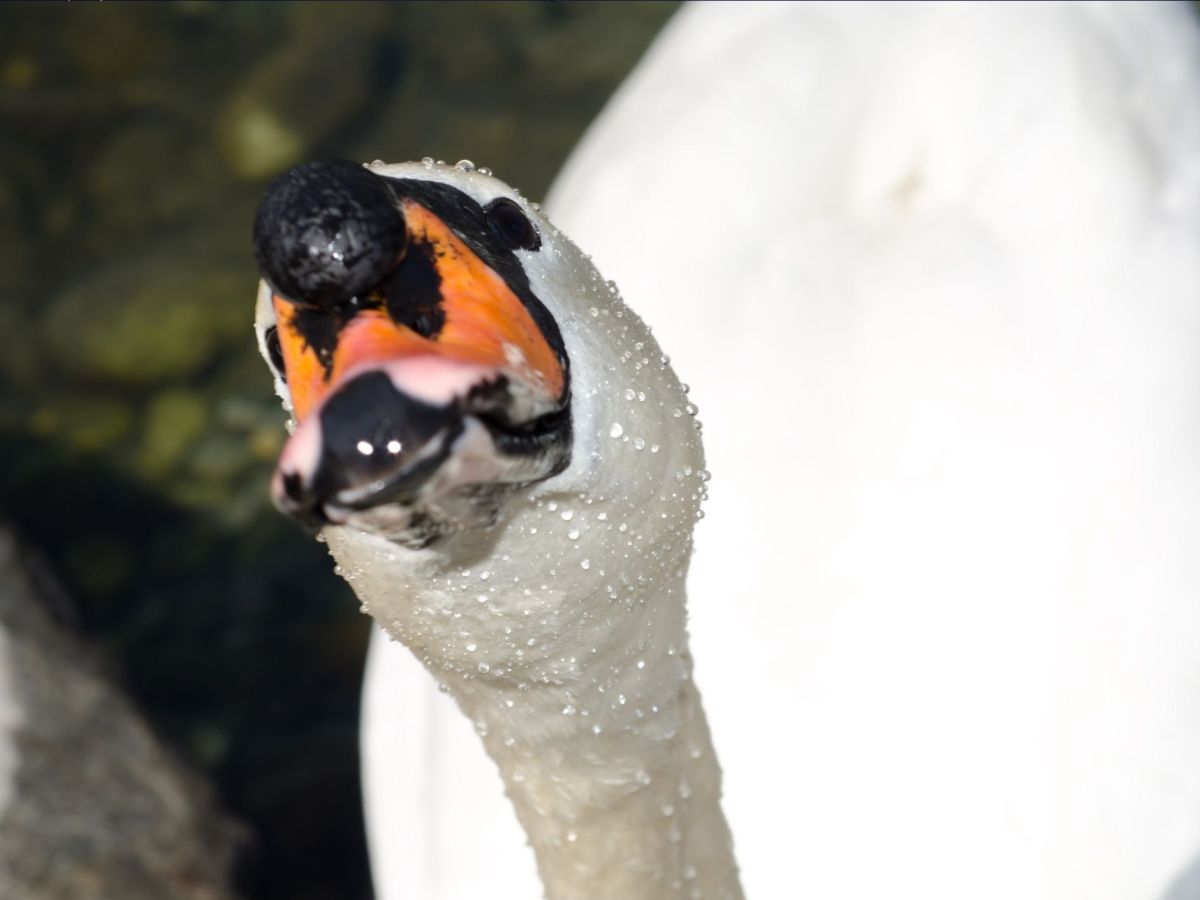 Swanning Around