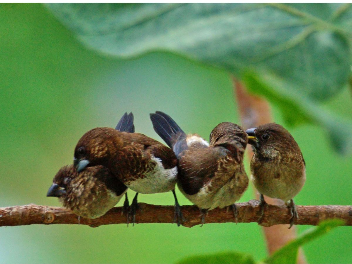 Free as a&nbsp;Bird?