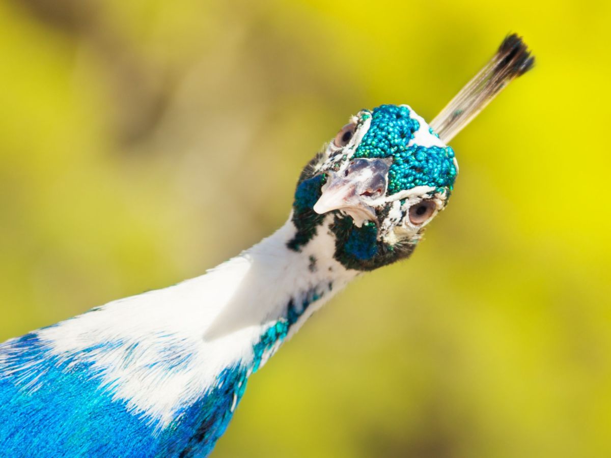 Pretty as a&nbsp;Peacock