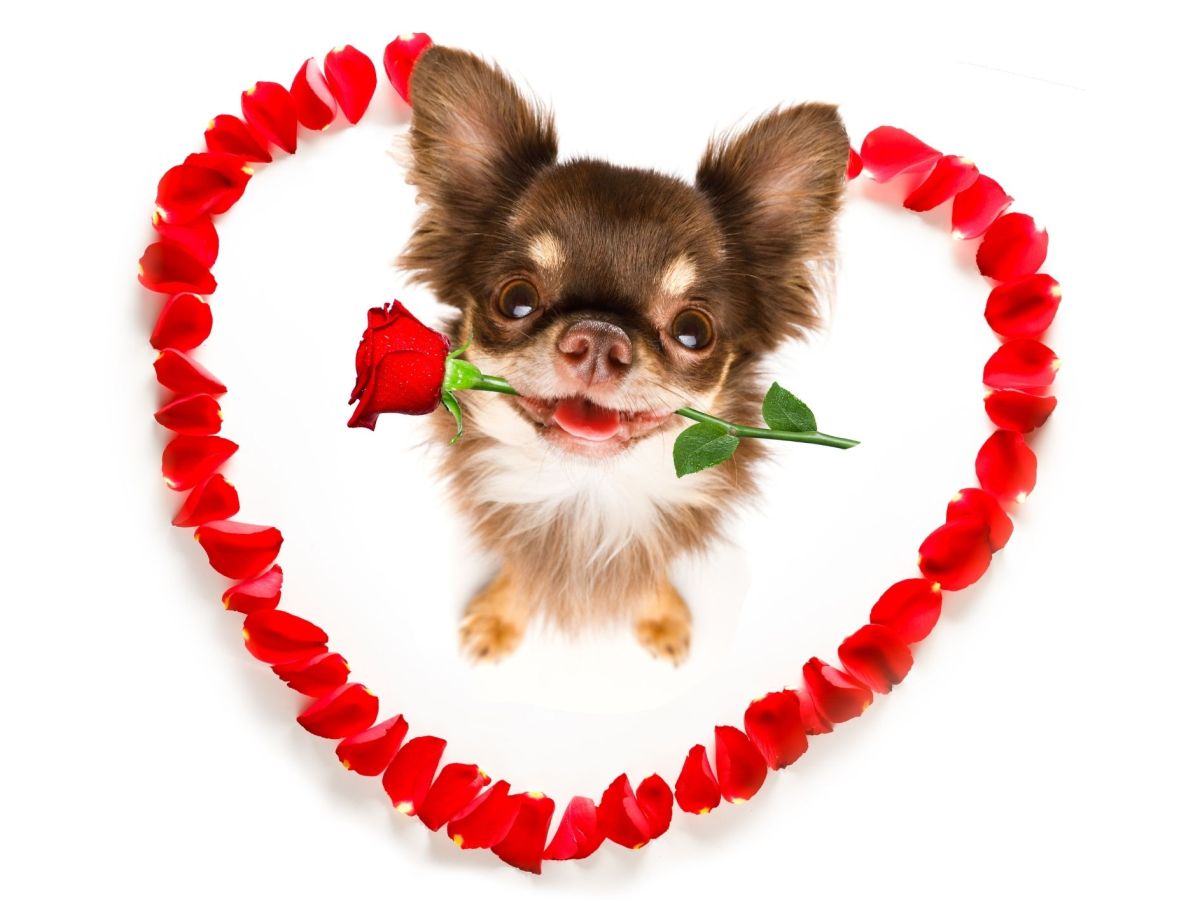 Isn’t It Romantic…