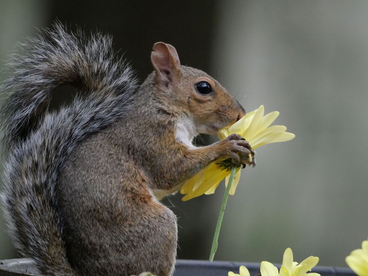 The Sweet Smell&nbsp;Of…